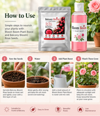 AI Balcony Bloom Rose Seeds and Plant booster Pack Of 1
